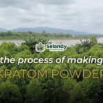 THE PROCESS OF MAKING KRATOM POWDER