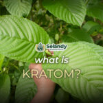 WHAT IS KRATOM?