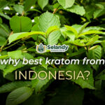 WHY BEST KRATOM FROM INDONESIA?