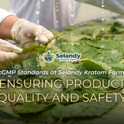 cGMP Standards at Selandy Kratom Farm: Ensuring Product Quality and Safety