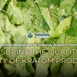 Gamma Radiation at Selandy Kratom Farm: Ensuring the Quality and Safety of Kratom Products