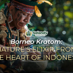 Borneo Kratom: Nature’s Elixir from the Heart of Indonesia