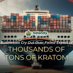 Businesses Cry Out Over Failed Export of Thousands of Tons of Kratom