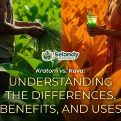 Kratom vs. Kava: Understanding the Differences, Benefits, and Uses