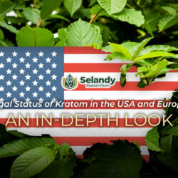 Legal Status of Kratom in the USA and Europe: An In-Depth Look