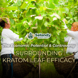 The Economic Potential and Controversy Surrounding Kratom Leaf Efficacy