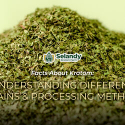 Facts About Kratom: Understanding Different Strains and Processing Methods