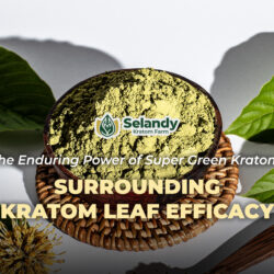 The Enduring Power of Super Green Kratom: Unveiling its History, Benefits, and Enduring Appeal