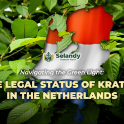 Navigating the Green Light: The Legal Status of Kratom in the Netherlands