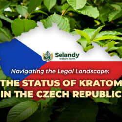 Navigating the Legal Landscape: The Status of Kratom in the Czech Republic