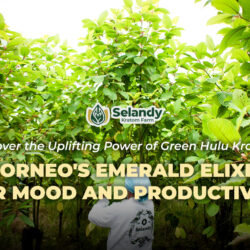 Discover the Uplifting Power of Green Hulu Kratom: Borneo’s Emerald Elixir for Mood and Productivity