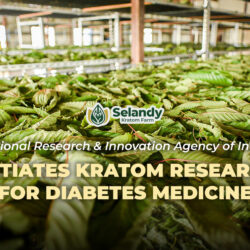 BRIN Initiates Kratom Research for Diabetes Medicine