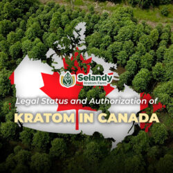 Legal Status and Authorization of Kratom in Canada