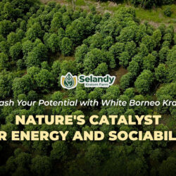Unleash Your Potential with White Borneo Kratom: Nature’s Catalyst for Energy and Sociability