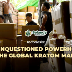 Indonesia: The Unquestioned Powerhouse of the Global Kratom Market