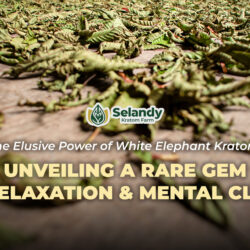 The Elusive Power of White Elephant Kratom: Unveiling a Rare Gem for Relaxation and Mental Clarity