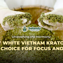 Unleashing the Harmony: Why White Vietnam Kratom is a Top Choice for Focus and Calm