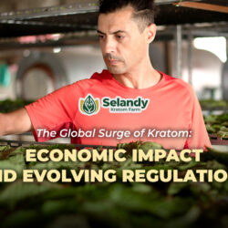 The Global Surge of Kratom: Economic Impact and Evolving Regulations