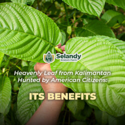 Heavenly Leaf from Kalimantan Hunted by American Citizens: Its Benefits