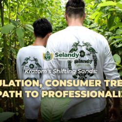 Kratom’s Shifting Sands: Regulation, Consumer Trends, and the Path to Professionalization