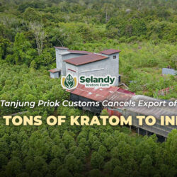 Tanjung Priok Customs Cancels Export of 160 Tons of Kratom to India
