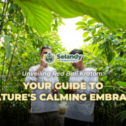 Unveiling Red Bali Kratom: Your Guide to Nature’s Calming Embrace