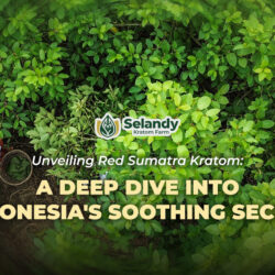 Unveiling Red Sumatra Kratom: A Deep Dive into Indonesia’s Soothing Secret