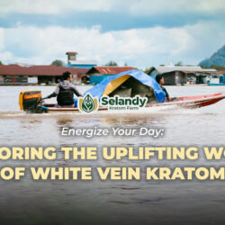 Energize Your Day: Exploring the Uplifting World of White Vein Kratom