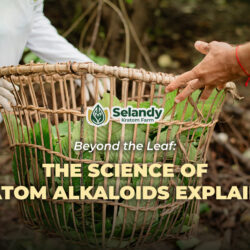 Beyond the Leaf: The Science of Kratom Alkaloids Explained