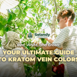 Red, White, and Green: Your Ultimate Guide to Kratom Vein Colors