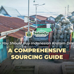 Why You Should Buy Indonesian Kratom Directly: A Comprehensive Sourcing Guide