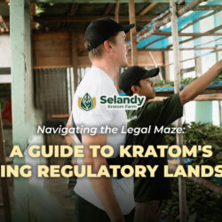 Navigating the Legal Maze: A Guide to Kratom’s Shifting Regulatory Landscape