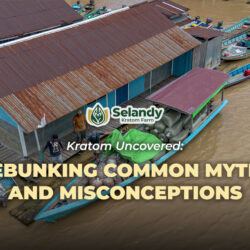 Kratom Uncovered: Debunking Common Myths and Misconceptions