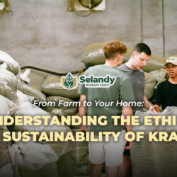 From Farm to Your Home: Understanding the Ethics and Sustainability of Kratom