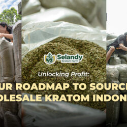Unlocking Profit: Your Roadmap to Sourcing Wholesale Kratom Indonesia