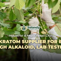 Industrial & Major Retail City: Bulk Kratom Supplier for Brno – High Alkaloid, Lab Tested