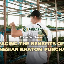 Scale Up Smart: Leveraging the Benefits of Bulk Indonesian Kratom Purchasing