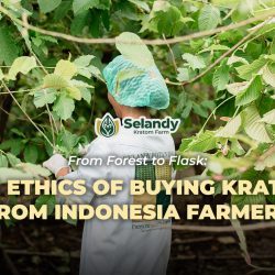 From Forest to Flask: The Ethics of Buying Kratom from Indonesia Farmers