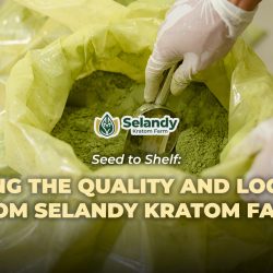 Seed to Shelf: Tracing the Quality and Logistics from Selandy Kratom Farm