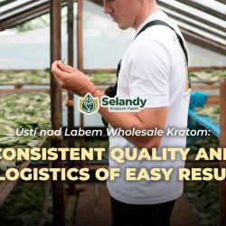 Ústí nad Labem Wholesale Kratom: Consistent Quality and the Logistics of Easy Resupply