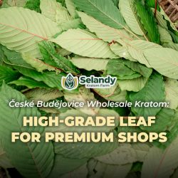 České Budějovice Wholesale Kratom: High-Grade Leaf for Premium Shops