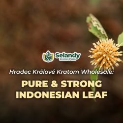 Hradec Králové Kratom Wholesale – Pure & Strong Indonesian Leaf
