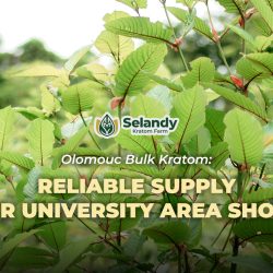 Olomouc Bulk Kratom: Reliable Supply for University Area Shops
