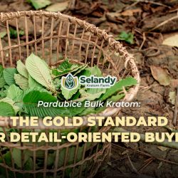 Pardubice Bulk Kratom: The Gold Standard for Detail-Oriented Buyers