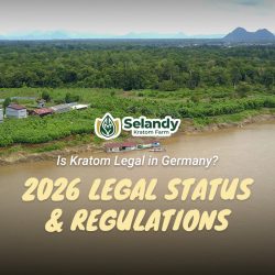 Is Kratom Legal in Germany? 2026 Legal Status & Regulations