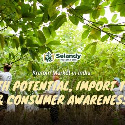 Kratom Market in India: Growth Potential, Import Trends & Consumer Awareness