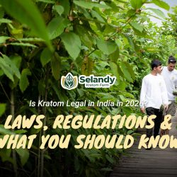 Is Kratom Legal in India in 2026? Laws, Regulations & What You Should Know