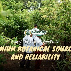 Poland: The Strategic Frontier for Premium Botanical Sourcing and Reliability