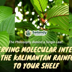 The Philosophy Behind a Single Leaf: Preserving Molecular Integrity from the Kalimantan Rainforest to Your Shelf
