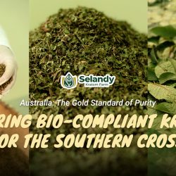 Australia: The Gold Standard of Purity – Securing Bio-Compliant Kratom for the Southern Cross